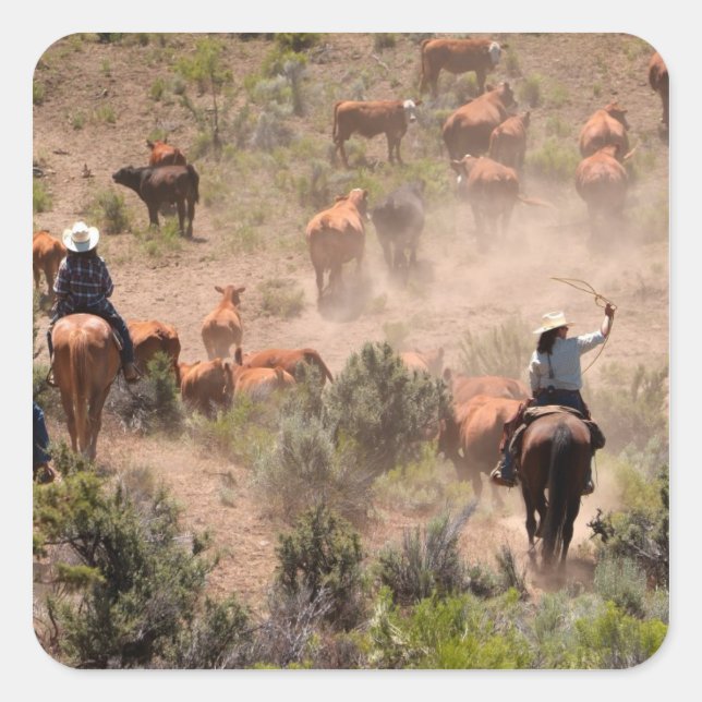Adesivo Quadrado Três cowboys e cowboys dirigindo gado (Frente)