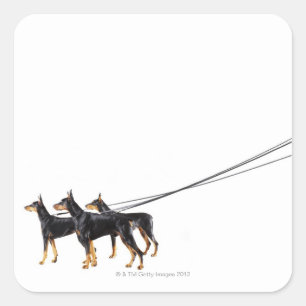 Adesivo Quadrado Três Dobermans na trela