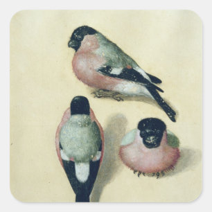 Adesivo Quadrado Três estudos de um bullfinch