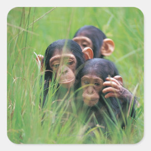 Adesivo Quadrado Três jovens chimpanzés (Pan troglodytes) em