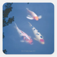 Três peixes koi japoneses no lago