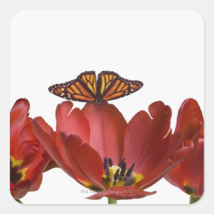 Adesivo Quadrado Três tulipas vermelhas e uma borboleta de monarca