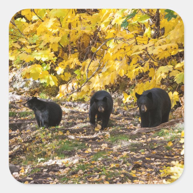 Adesivo Quadrado Três Ursos (Frente)