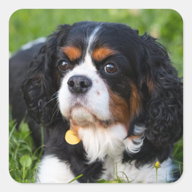Adesivo Quadrado Tricolor Cavalier King Charles Spaniel Dog (Frente)