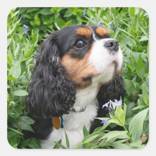Adesivo Quadrado Tricolor Cavalier King Charles Spaniel Dog (Frente)