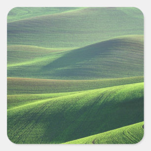 Adesivo Quadrado Trigo brota nas colinas do Palouse