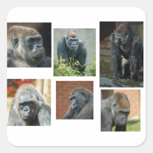 Adesivo Quadrado Tropa de Gorila