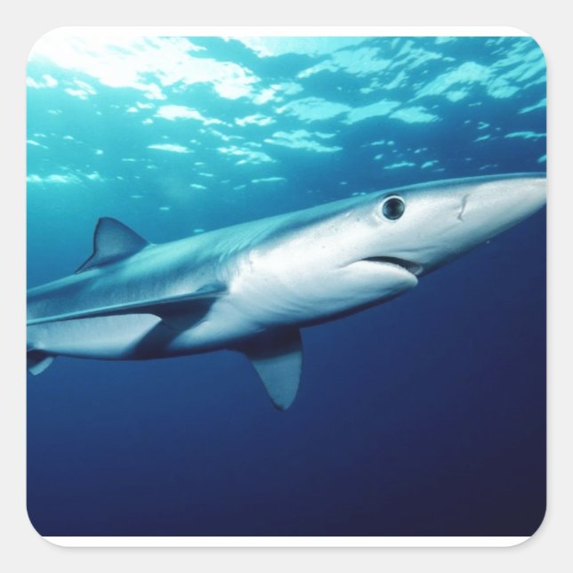 Adesivo Quadrado Tubarão Azul (Frente)