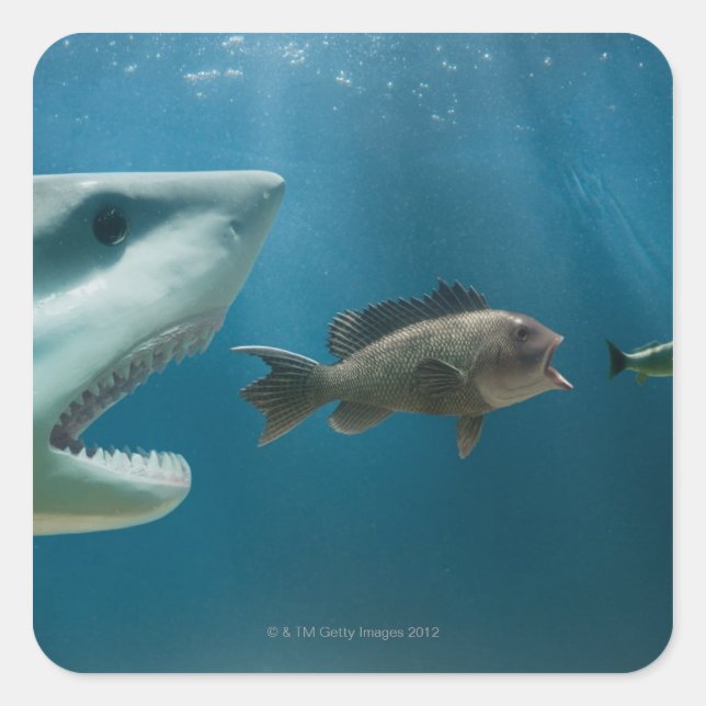 Adesivo Quadrado Tubarão perseguindo o robalo que persegue juvenis (Frente)