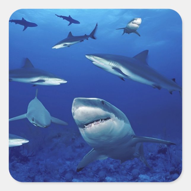 Adesivo Quadrado Tubarões (Frente)