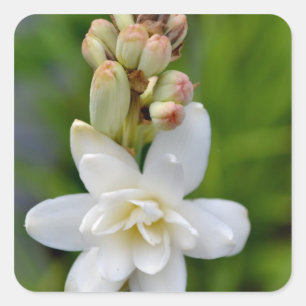 Adesivo Quadrado Tuberose havaiano