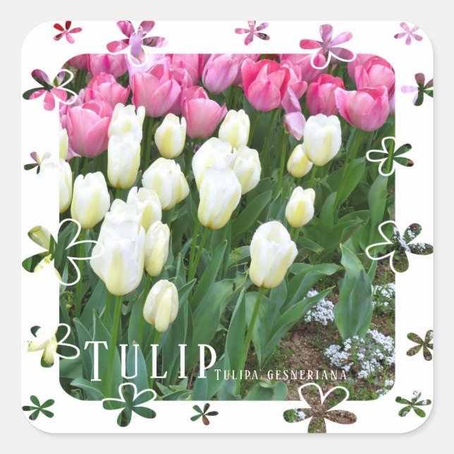Adesivo Quadrado Tulip (Frente)