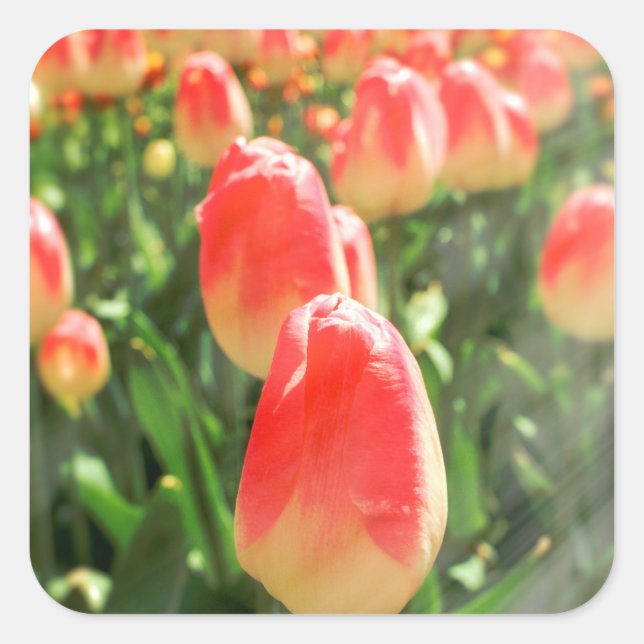 Adesivo Quadrado Tulip Heaven (Frente)