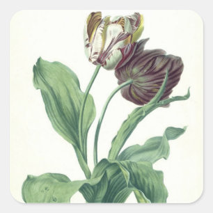 Adesivo Quadrado Tulipa do jardim, da "ópera Botanica", gravado po