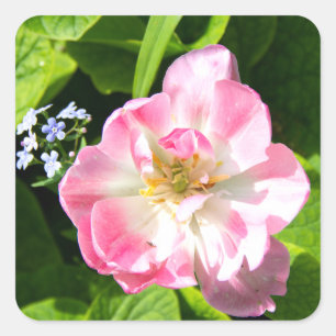 Adesivo Quadrado Tulipa rosa-branca