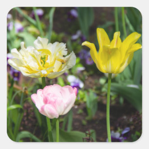Adesivo Quadrado Tulipas brancas, cor-de-rosa e amarelas no jardim