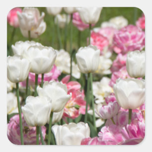 Adesivo Quadrado Tulipas brancas e cor-de-rosa brilhantes num dia e