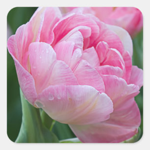 Adesivo Quadrado Tulipas dobro cor-de-rosa