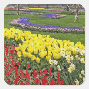 Adesivo Quadrado Tulipas, Jacintos e Narcisos,