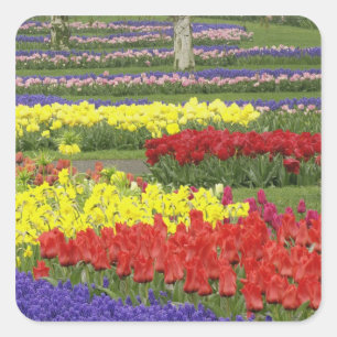 Adesivo Quadrado Tulipas, Jacintos e Narcisos, 2