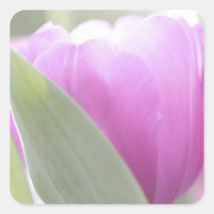 Adesivo Quadrado Tulipas, Jardins Keukenhoff, Países Baixos. 2