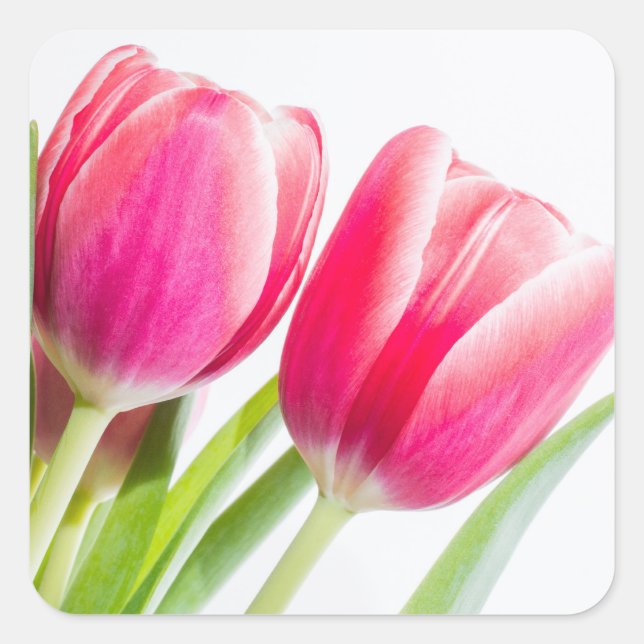 Adesivo Quadrado Tulipas rosa com folhas verdes (Frente)