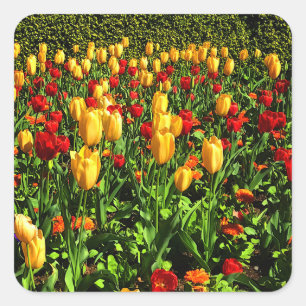 Adesivo Quadrado Tulipas Vermelhas e Amarelas #1