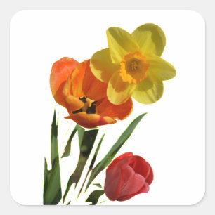 Adesivo Quadrado Tulipas vermelhas e flores daffodil amarelas
