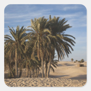 Adesivo Quadrado Tunísia, Deserto do Saara, Douz, Grande Duna, palm