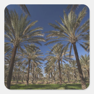 Adesivo Quadrado Tunísia, Deserto do Sara, Douz, Zone Touristique,