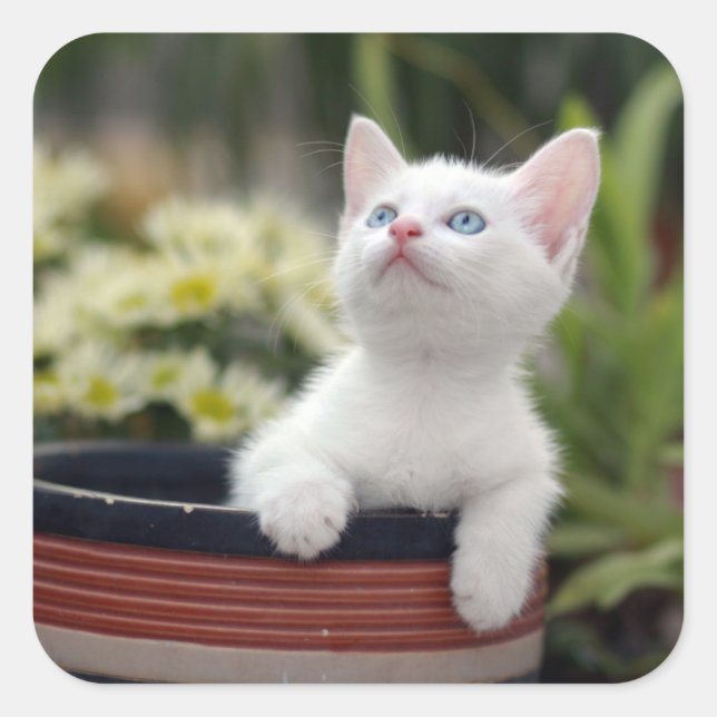 Adesivo Quadrado Turco White Kitten (Frente)