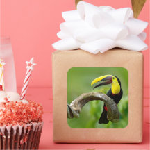 Turiano sentado no galho da floresta