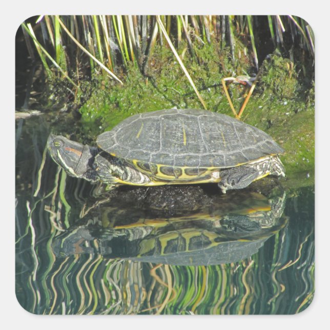 Adesivo Quadrado Turtle on Rock Water Refletion Photo Wildlife (Frente)