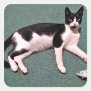Adesivo Quadrado Tuxedo Cat Stickers