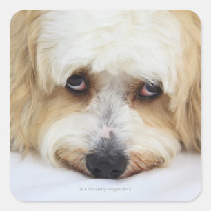 Adesivo Quadrado um bom close-up de bichon frise dog