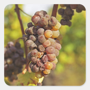 Adesivo Quadrado Um cacho de uva Semillon mofado no Ch Raymond Lafo
