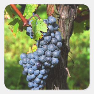 Adesivo Quadrado Um cacho de uvas merlot maduras na videira com
