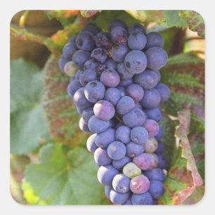 Adesivo Quadrado Um cacho de uvas Pinot Noir em um Chambertin