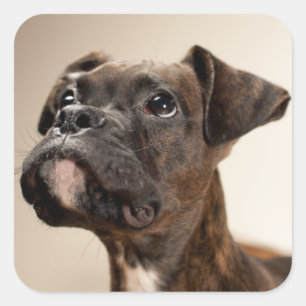 Adesivo Quadrado Um cachorrinho do Brindle Boxer olhando curiosamen