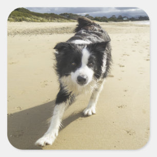 Adesivo Quadrado Um Cachorro De Collie Na Praia