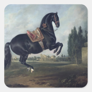 Adesivo Quadrado Um cavalo preto que executa o Courbette