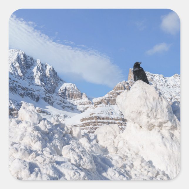 Adesivo Quadrado Um Corvo Na Crowfoot Mountain Alberta Canadá (Frente)