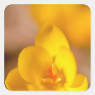 Adesivo Quadrado Um crocus amarelo floresce em Portsmouth, Novo