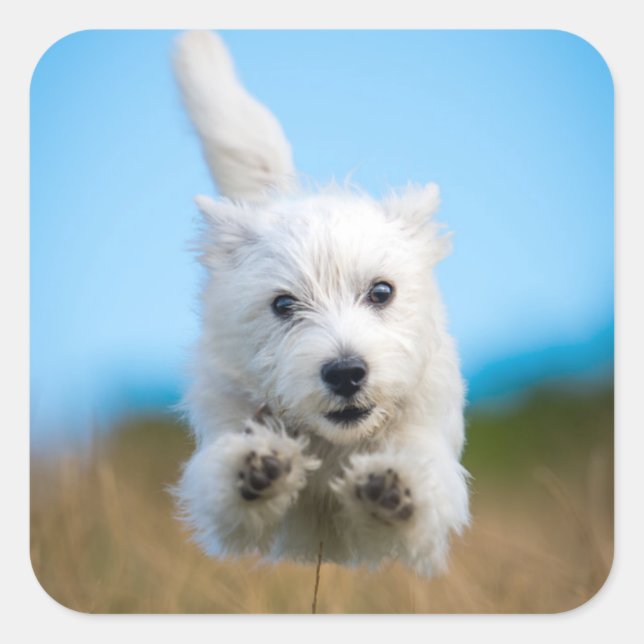 Adesivo Quadrado Um Cute West Highland Terrier Puppy Correndo (Frente)