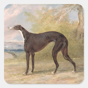 Adesivo Quadrado Um dos galgos de vencimento do Fox da pista de