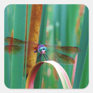 Adesivo Quadrado Um Dragonfly de Olhos Vermelhos com cattails