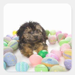 Adesivo Quadrado Um filhote de cachorro de Yorkie-poo e ovos de
