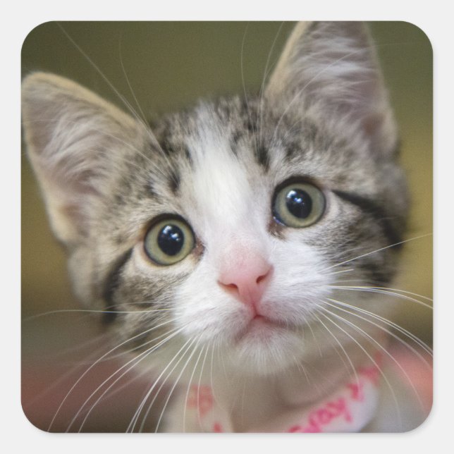 Adesivo Quadrado Um gatinho bonito com olhos verdes (Frente)