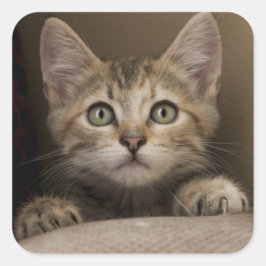 Adesivo Quadrado Um Gatinho Muito Doce