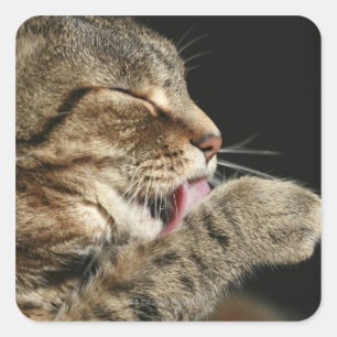 Adesivo Quadrado Um gato de gato malhado que lambe seu paw.